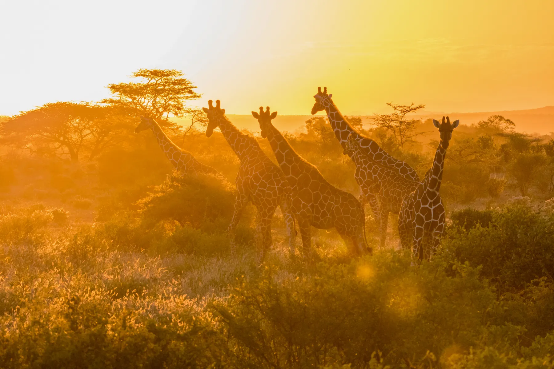 Samburu Reserve — luxury African safari with NndeeAfrika