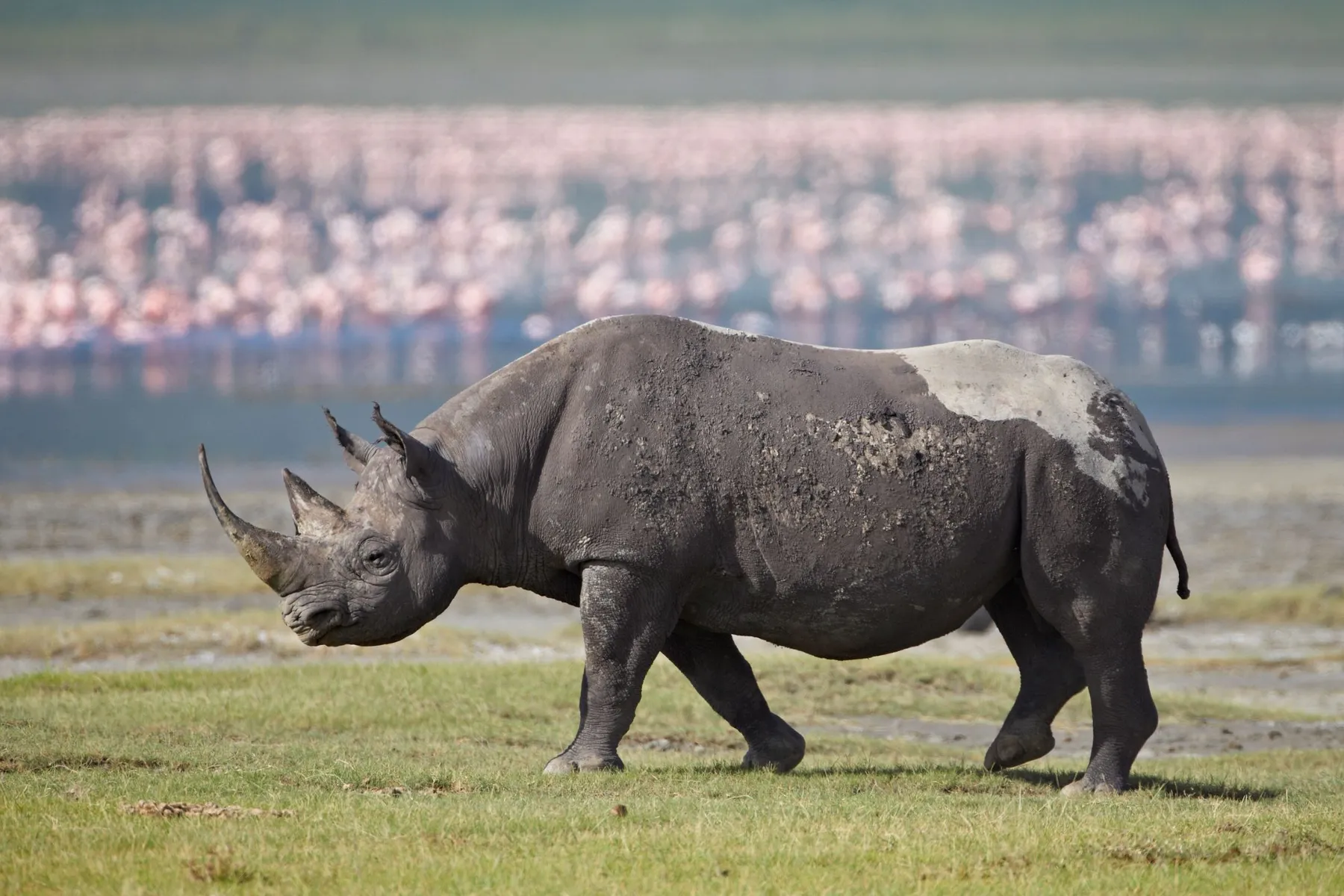 All Five, First Time — tailor-made luxury African safari itinerary, Kenya