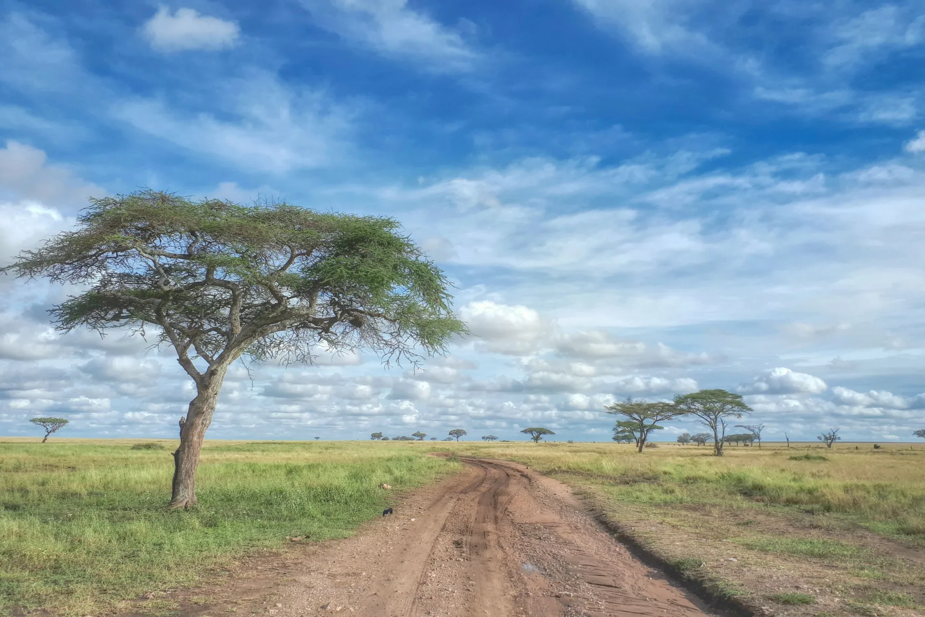 Serengeti plains scattered with acacia, Tanzania