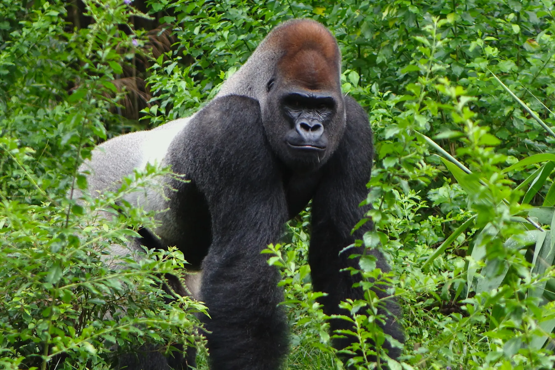 A silverback mountain gorilla standing among dense green forest vegetation