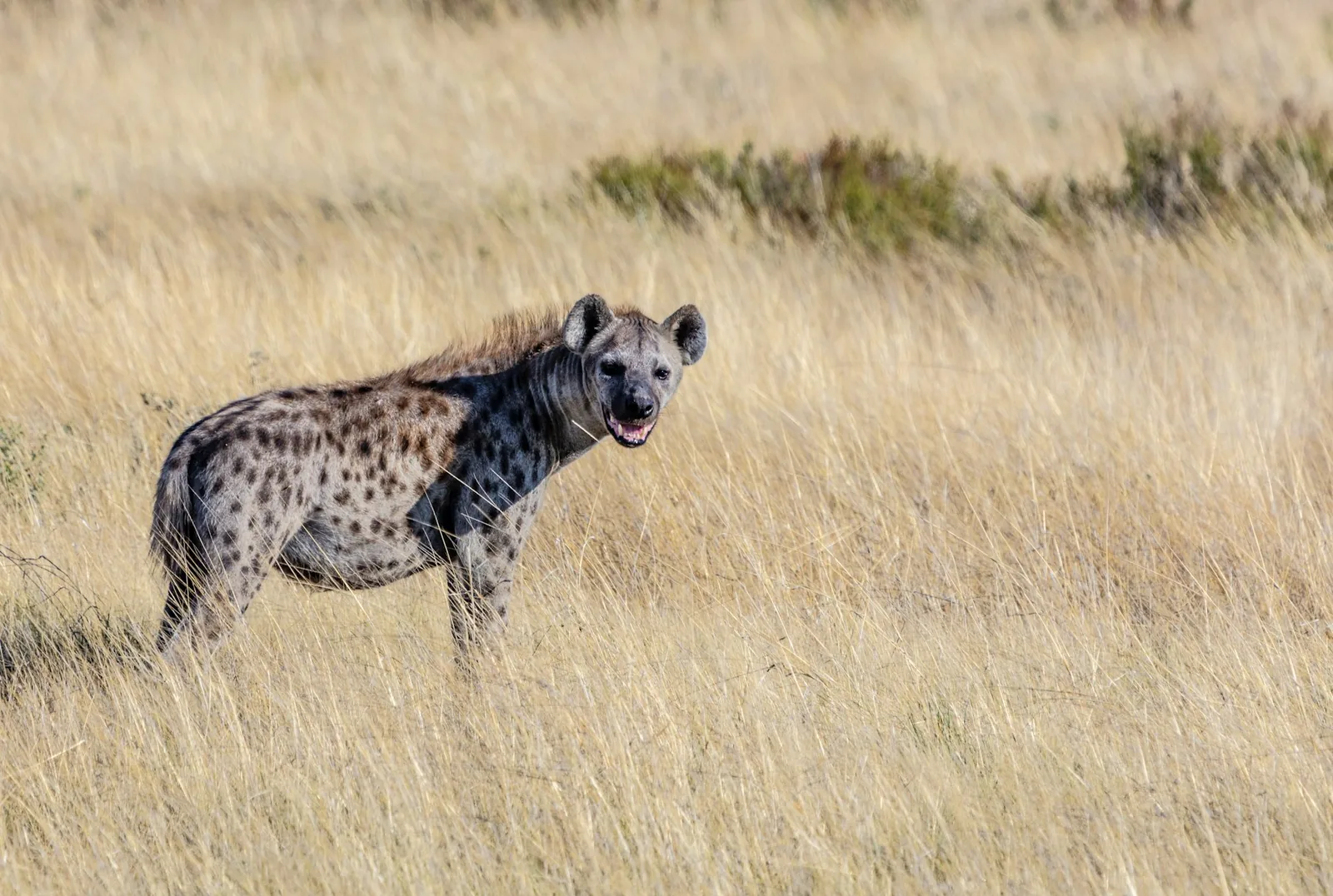 A spotted hyena standing in dry grassland