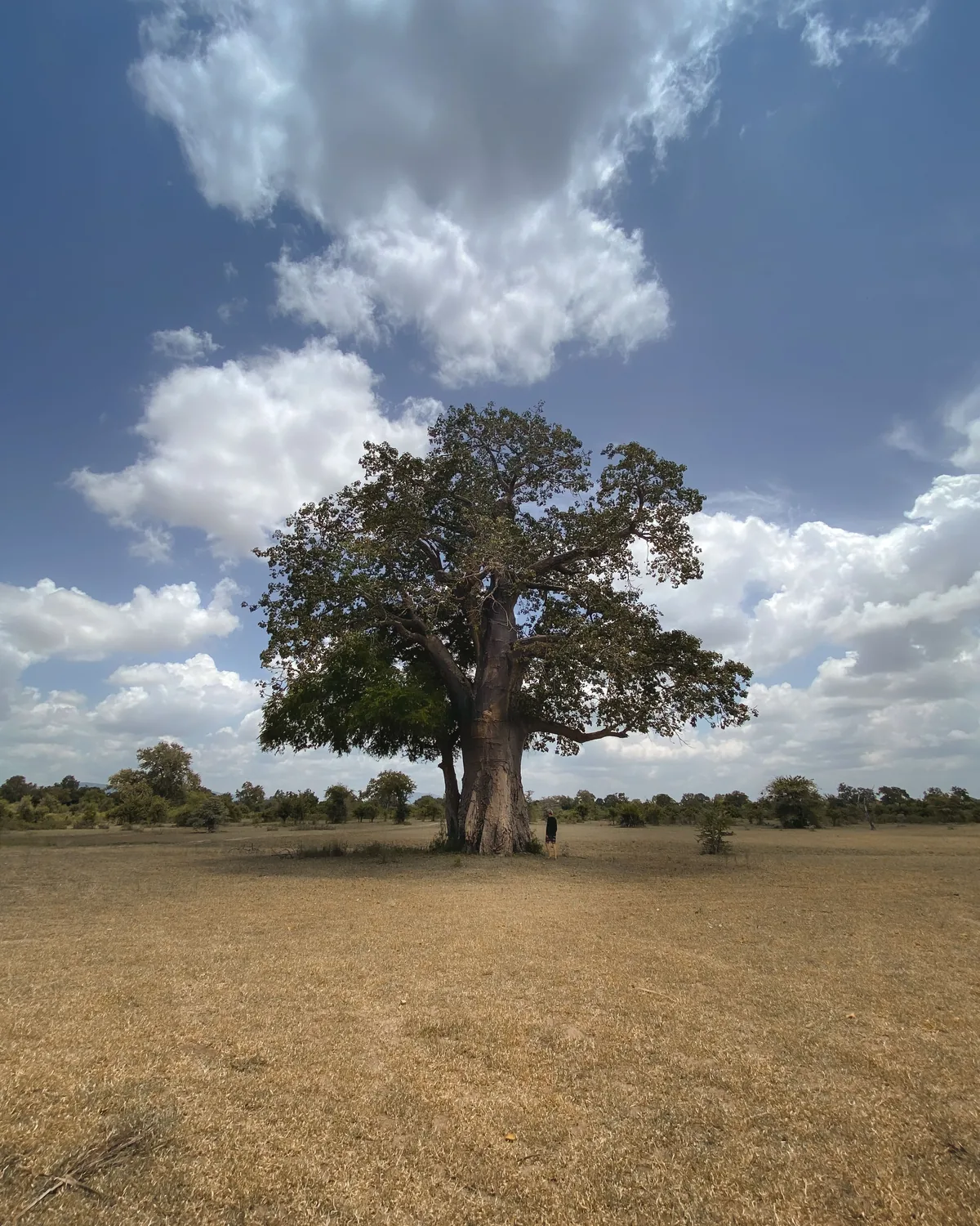 A solitary baobab tree standing on the plains of Tarangire, Tanzania