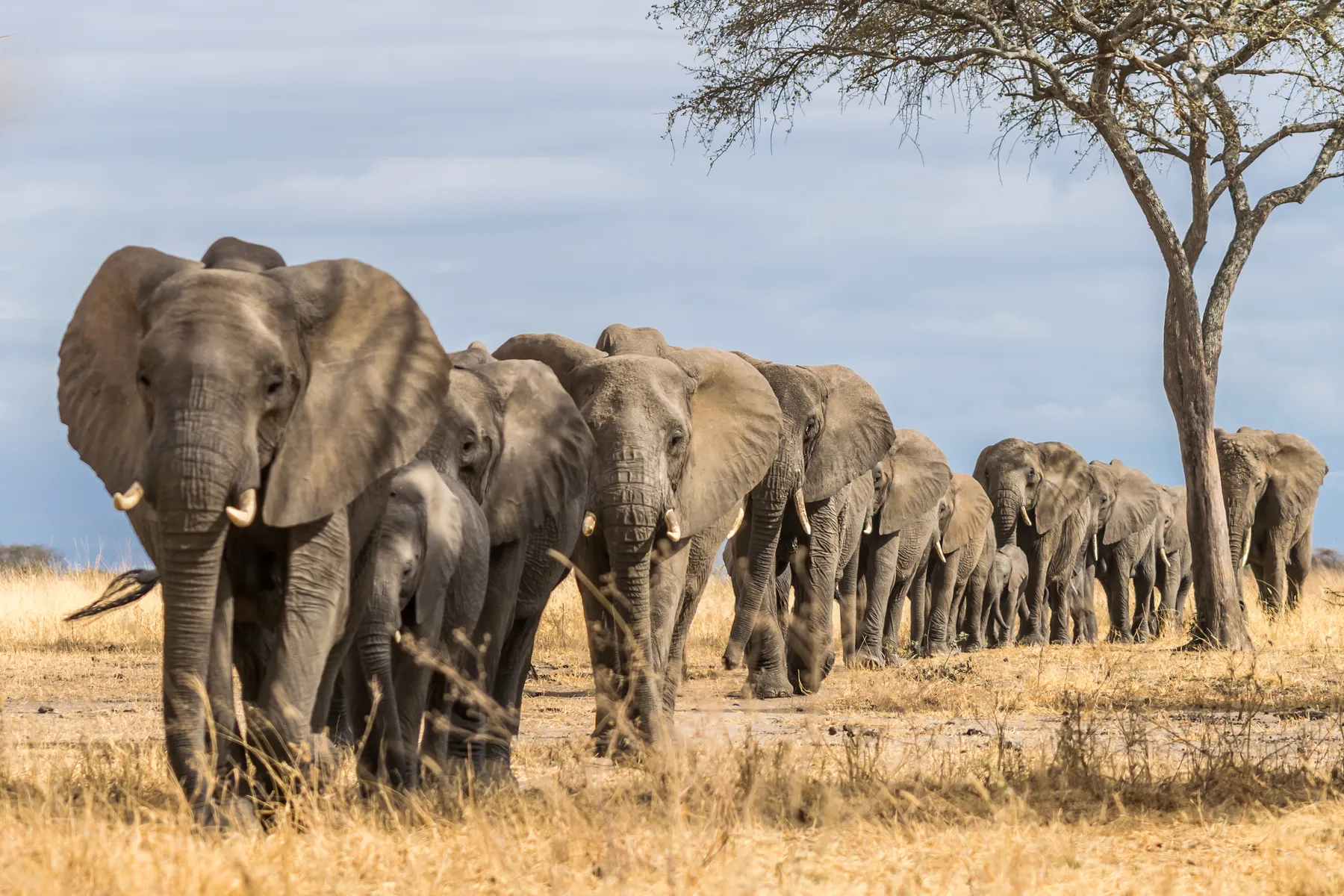 Elephant herd walking in line beneath an acacia, Tarangire National Park
