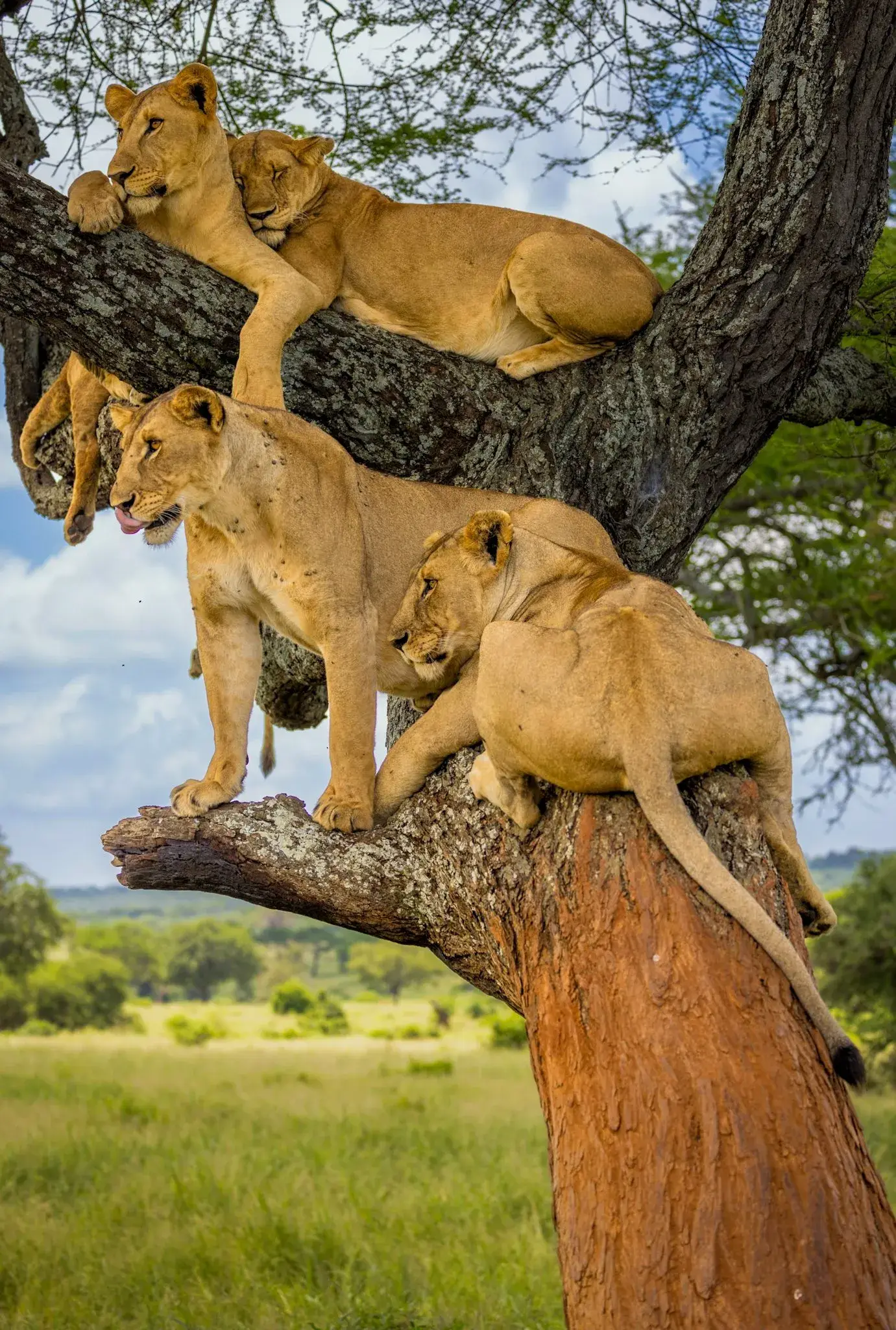Tree-climbing lions on a luxury African safari with NndeeAfrika