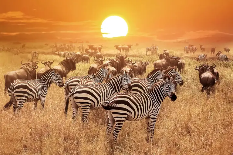 Zebra on the Serengeti plains at sunset