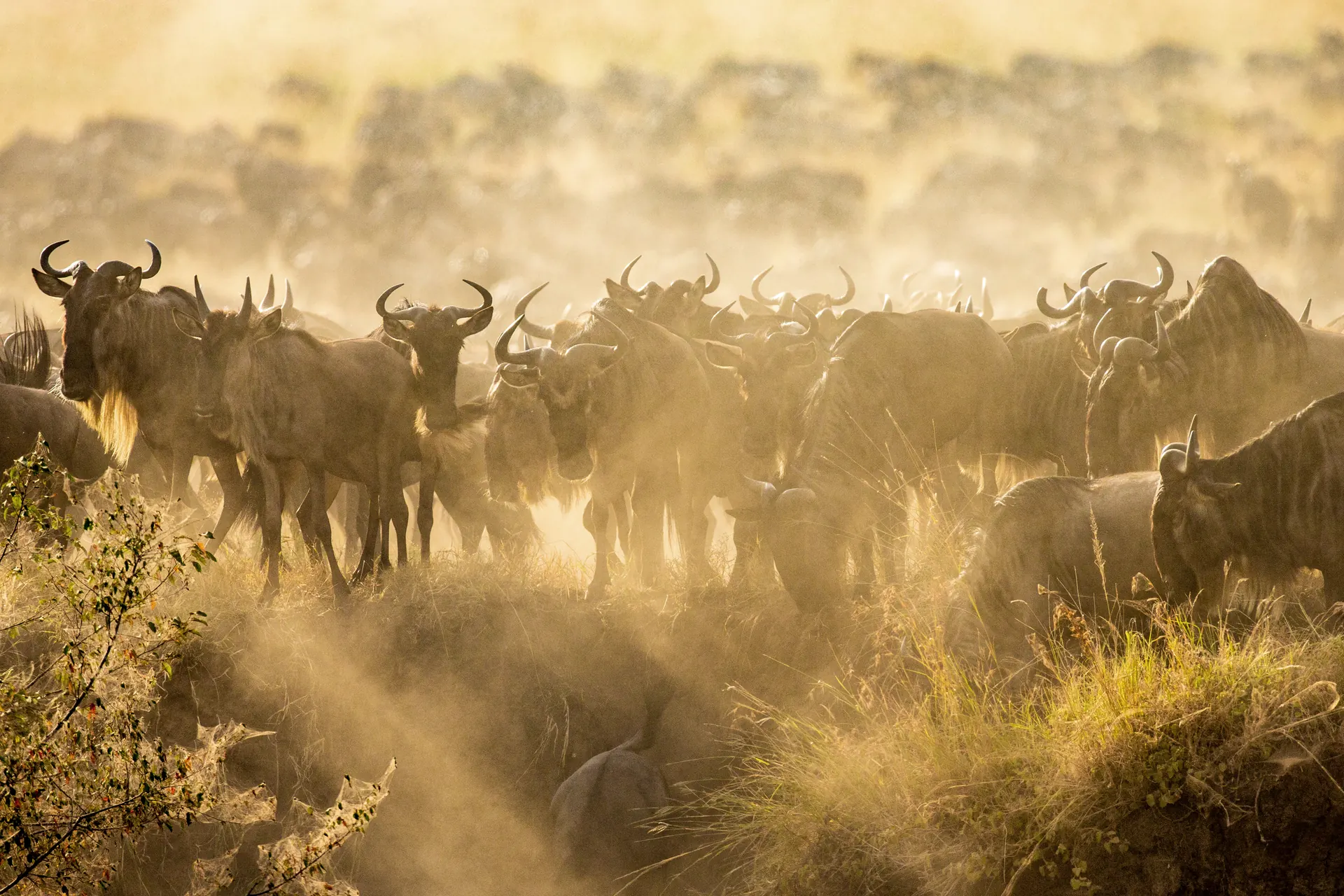 Wildebeest herd moving through backlit dust during the Great Migration
