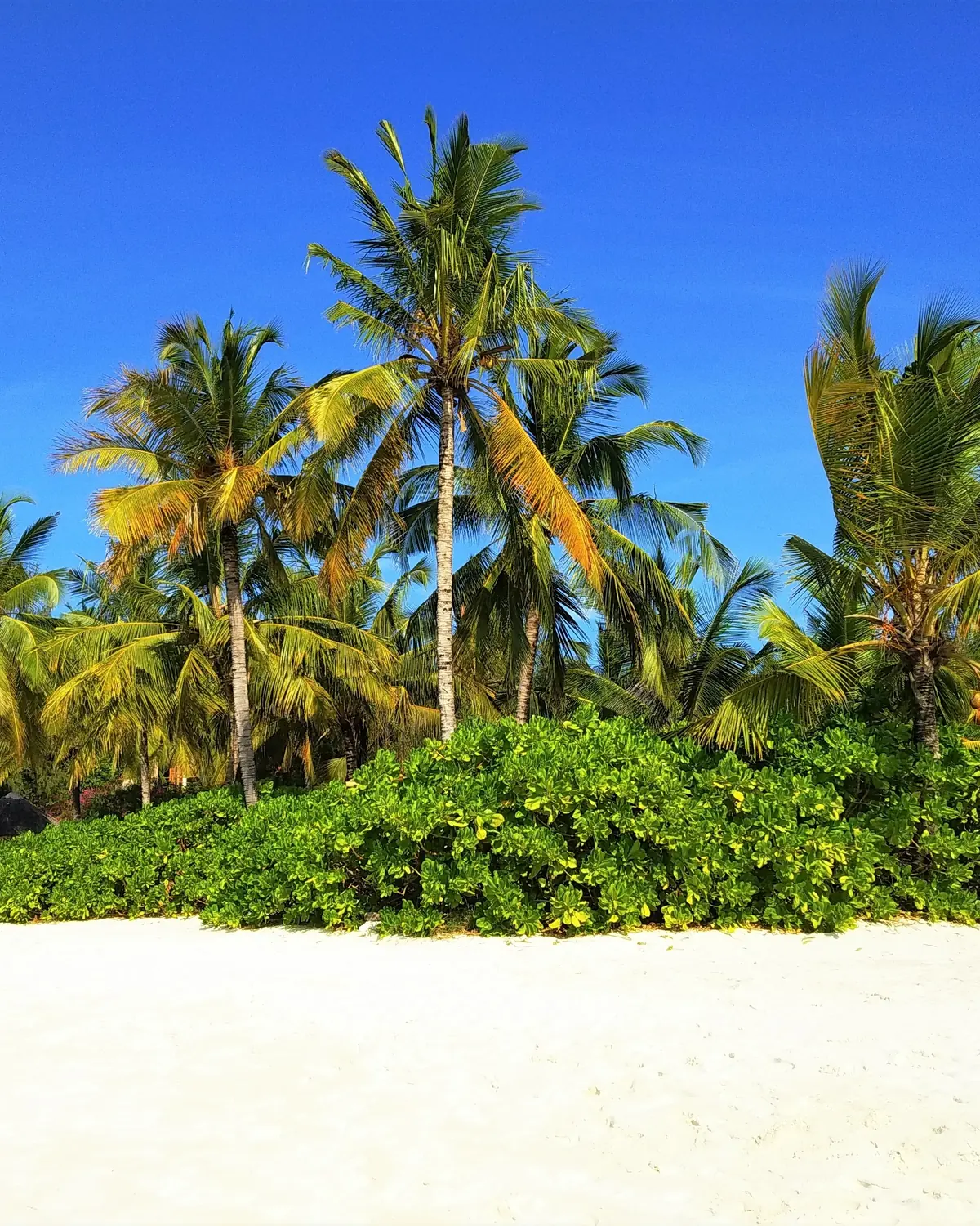 Palm grove above white sand on a Zanzibar beach under a clear blue sky