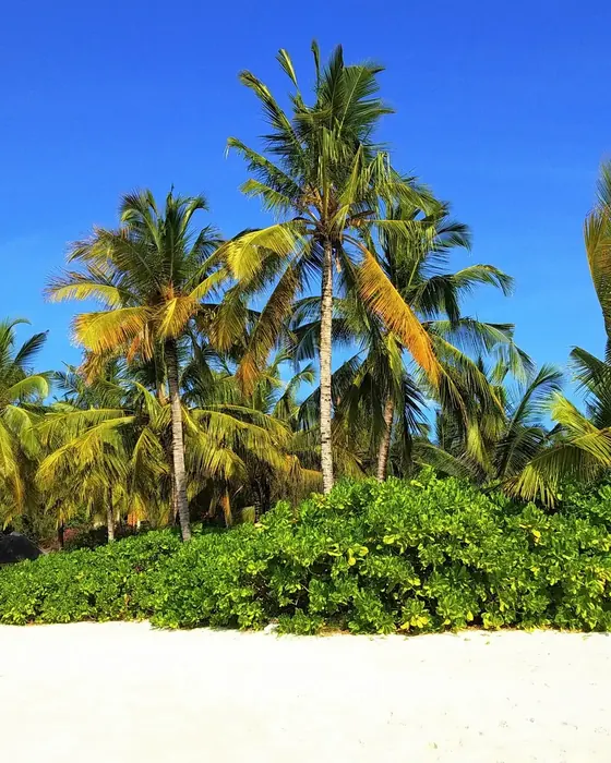 Palms over white sand on a Zanzibar beach at the end of a safari