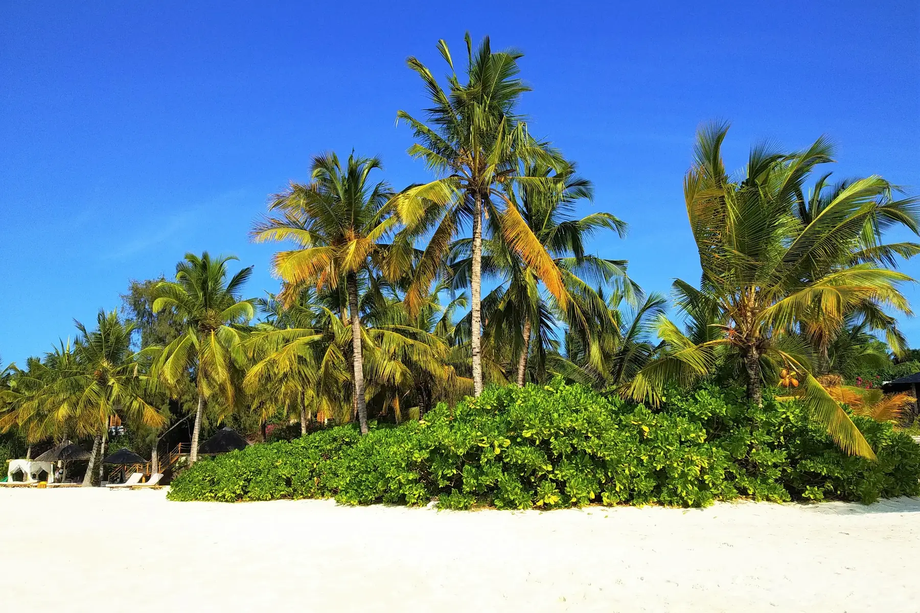 Palm trees over white sand on a Zanzibar beach