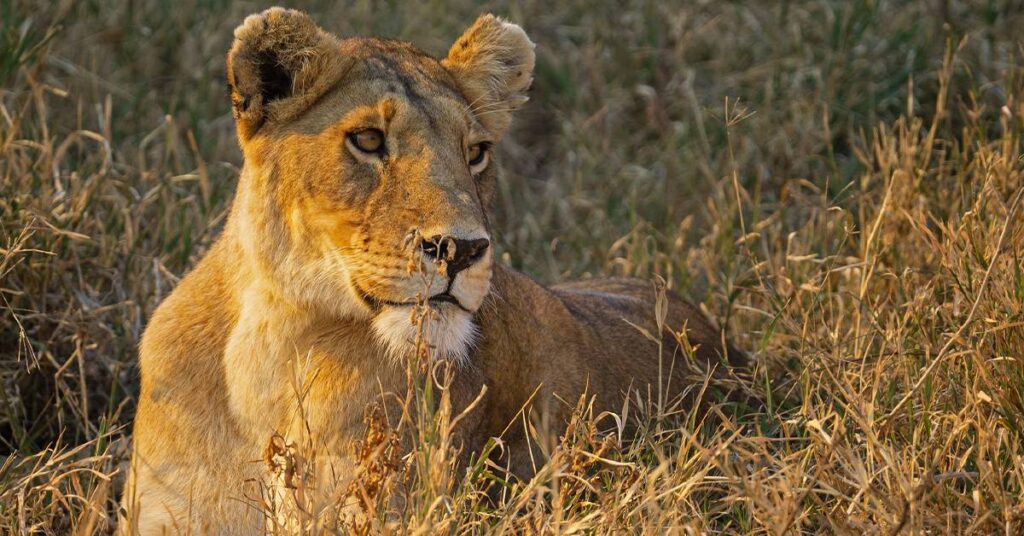 lion on safari near Gibb's Farm Tanzania in Ngorongoro Crater