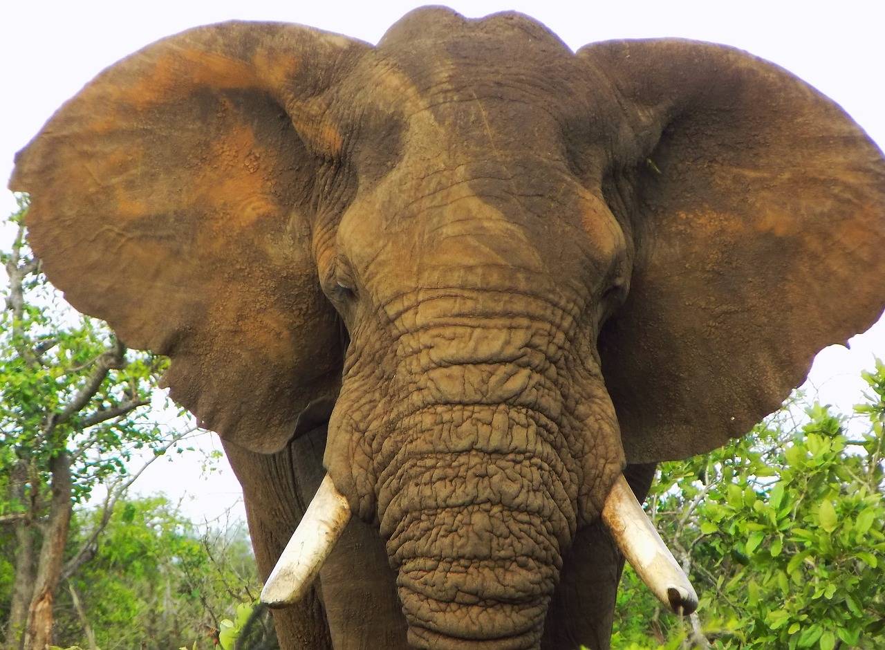 Elephant Facts: Discover the Secrets of Nature's Gentle Giants