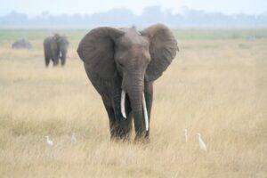 African Elephant