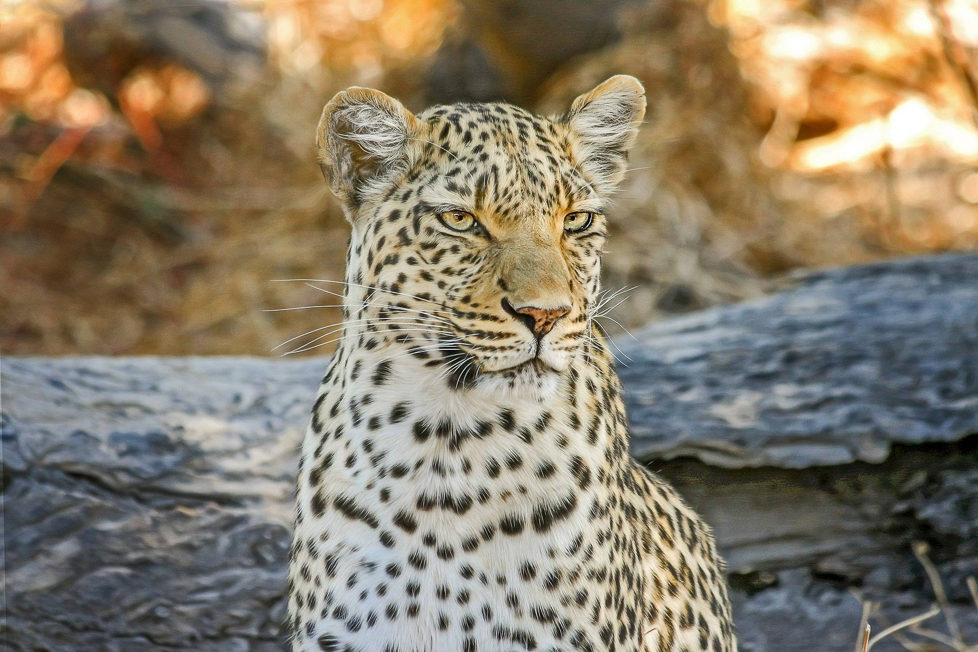 leopard - Africa's big five animal