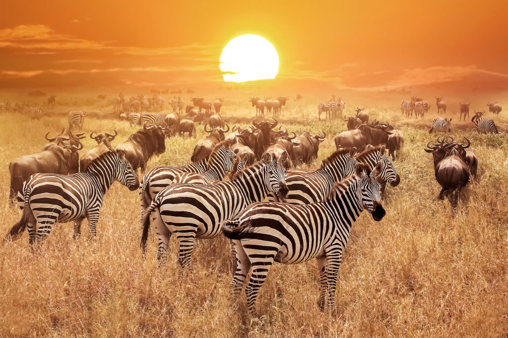 Expansive Serengeti plains during a luxury African safari