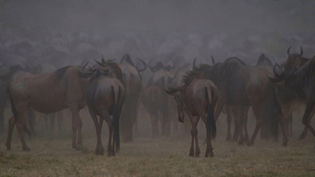 Great Migration - Serengeti national park