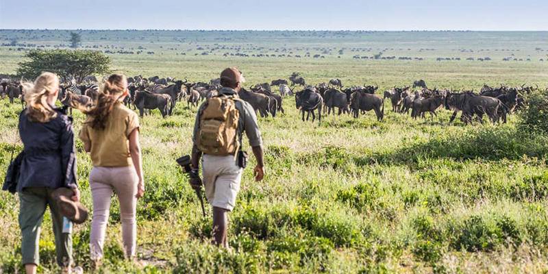 Mwiba Lodge walking safari