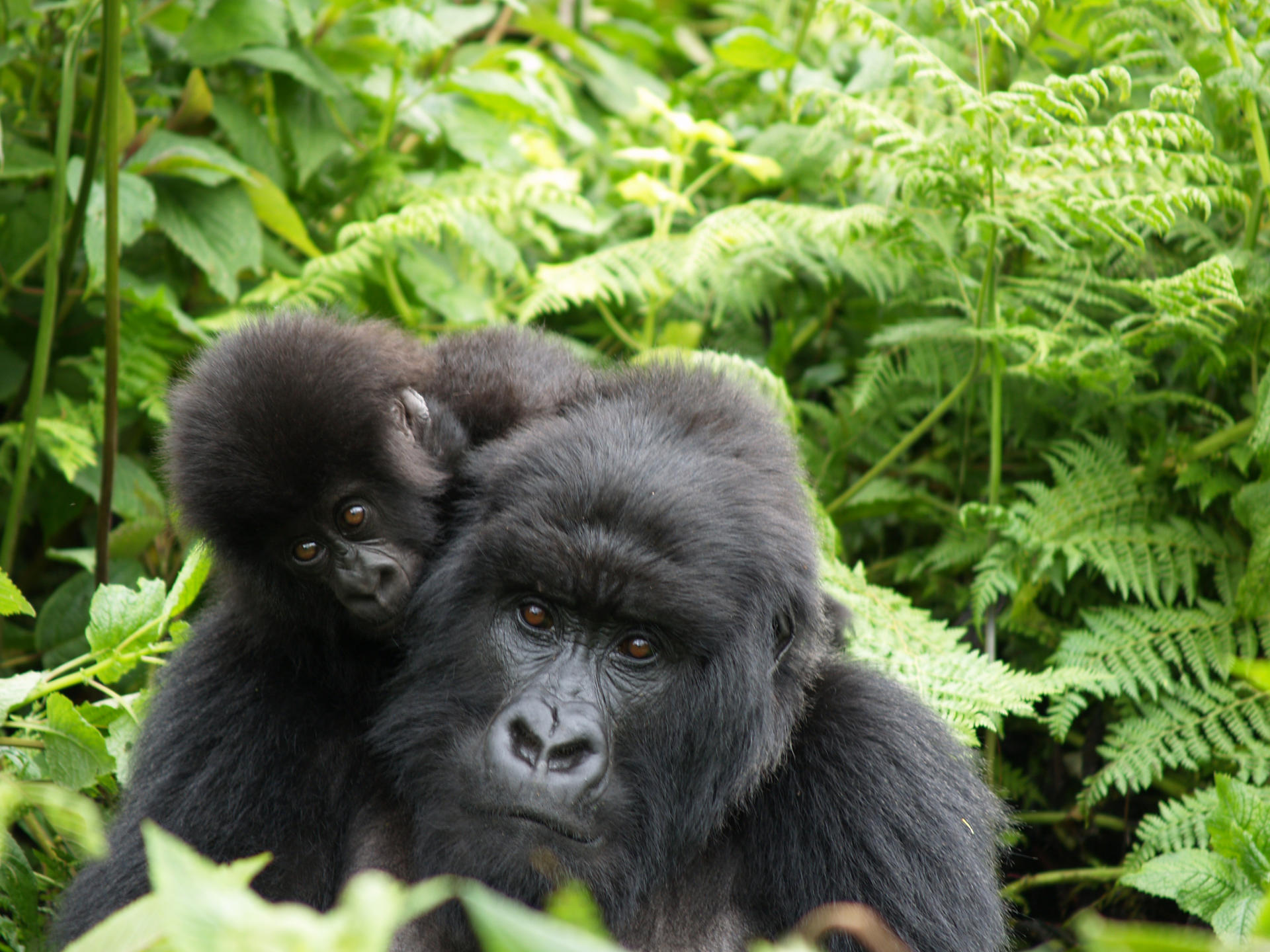 Singita Kwitonda