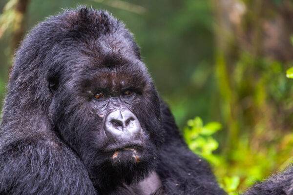 Sabyinyo Silverback lodge