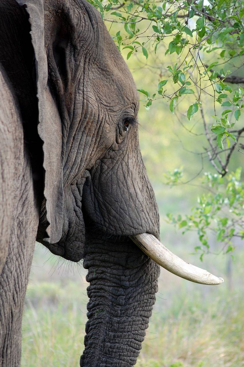Tarangire national park -Elephant
