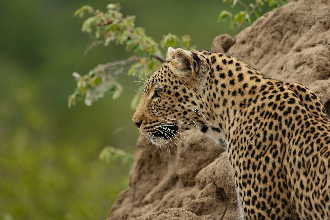 The Serengeti are a popular safari destination