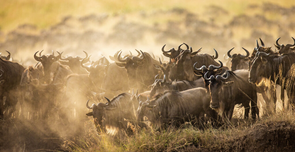 Wildebeest Crossing the Mara River during the Great Migration Africa