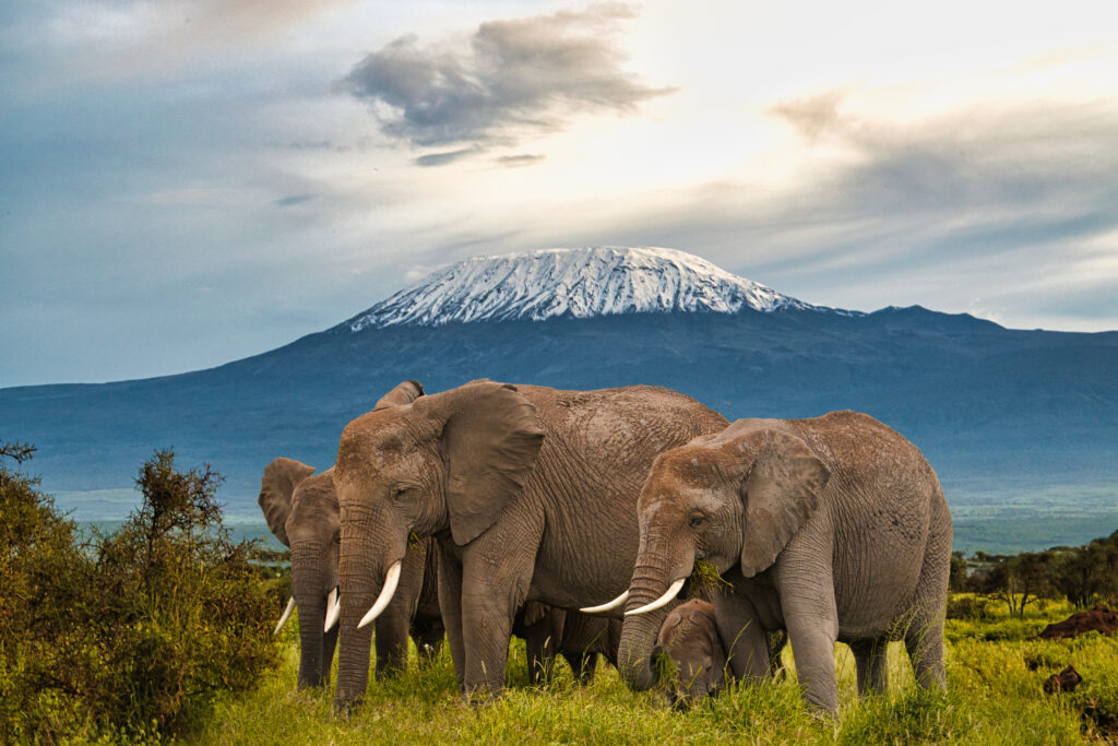 Luxury African Safari - Amboseli Kenya