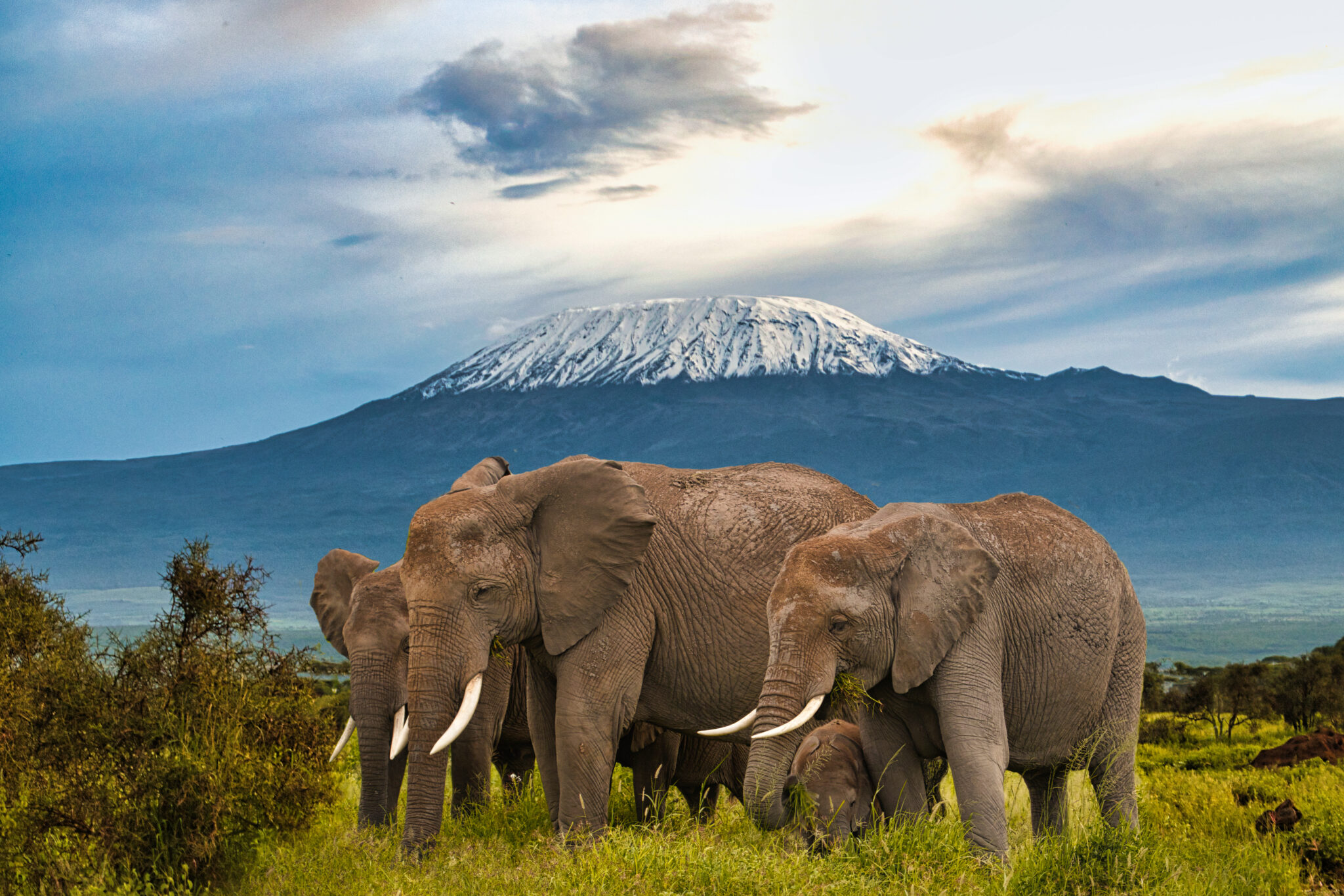 Majestic elephant with Mount Kilimanjaro in the background – Luxury African Safari Tour by NNDEEAFRIKA