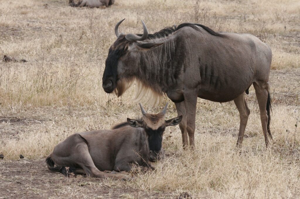 Serengeti calving season