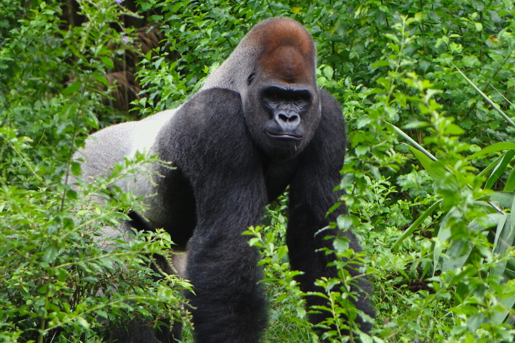 Rwanda Gorilla Trekking