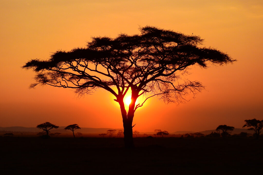 First time travelers to Africa