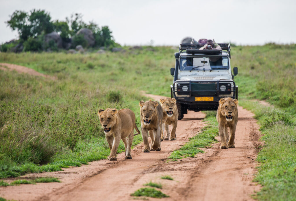 Private Safari in Africa