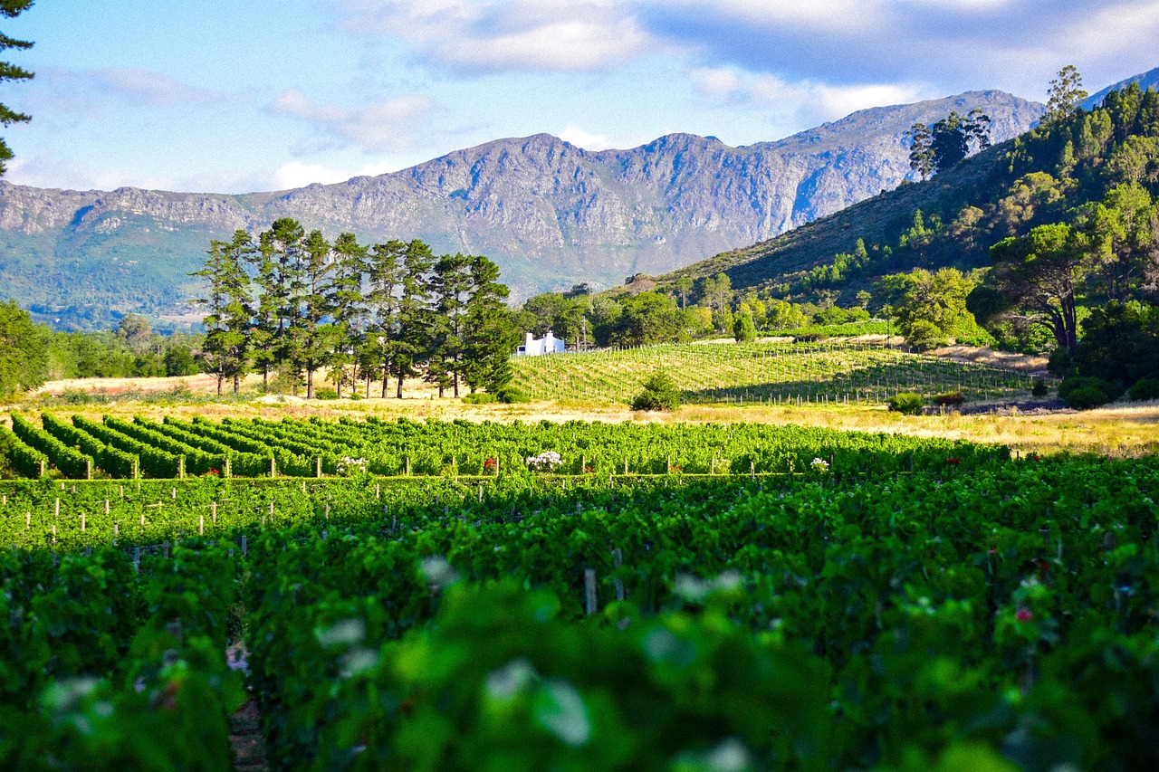 South Africa Winelands