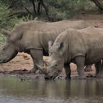 South Africa, Kruger national park