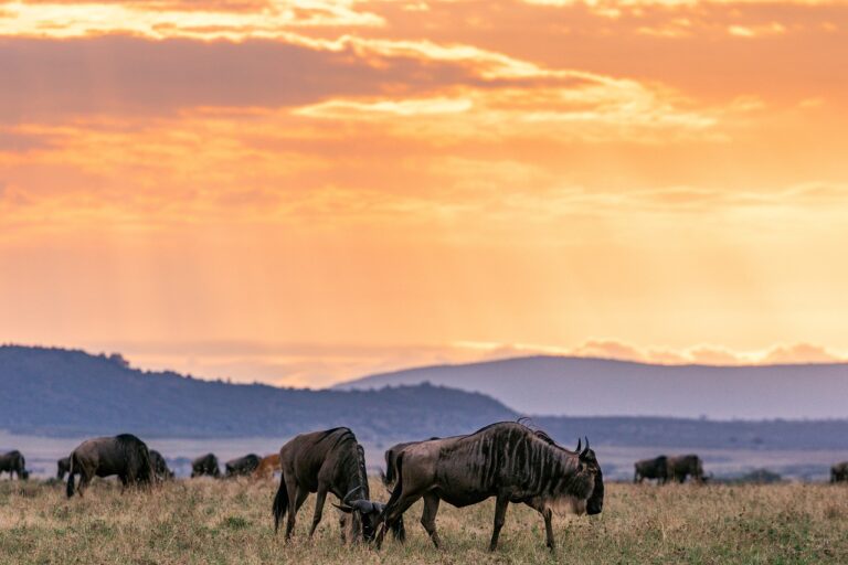 Great wildebeest migration