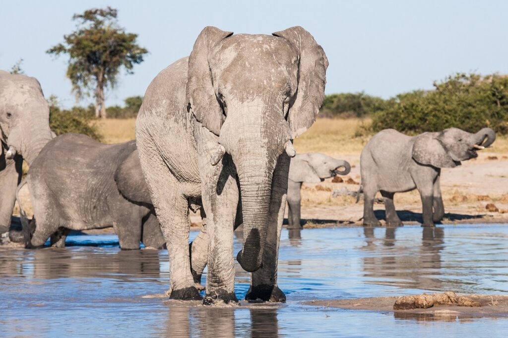 Chobe national park river