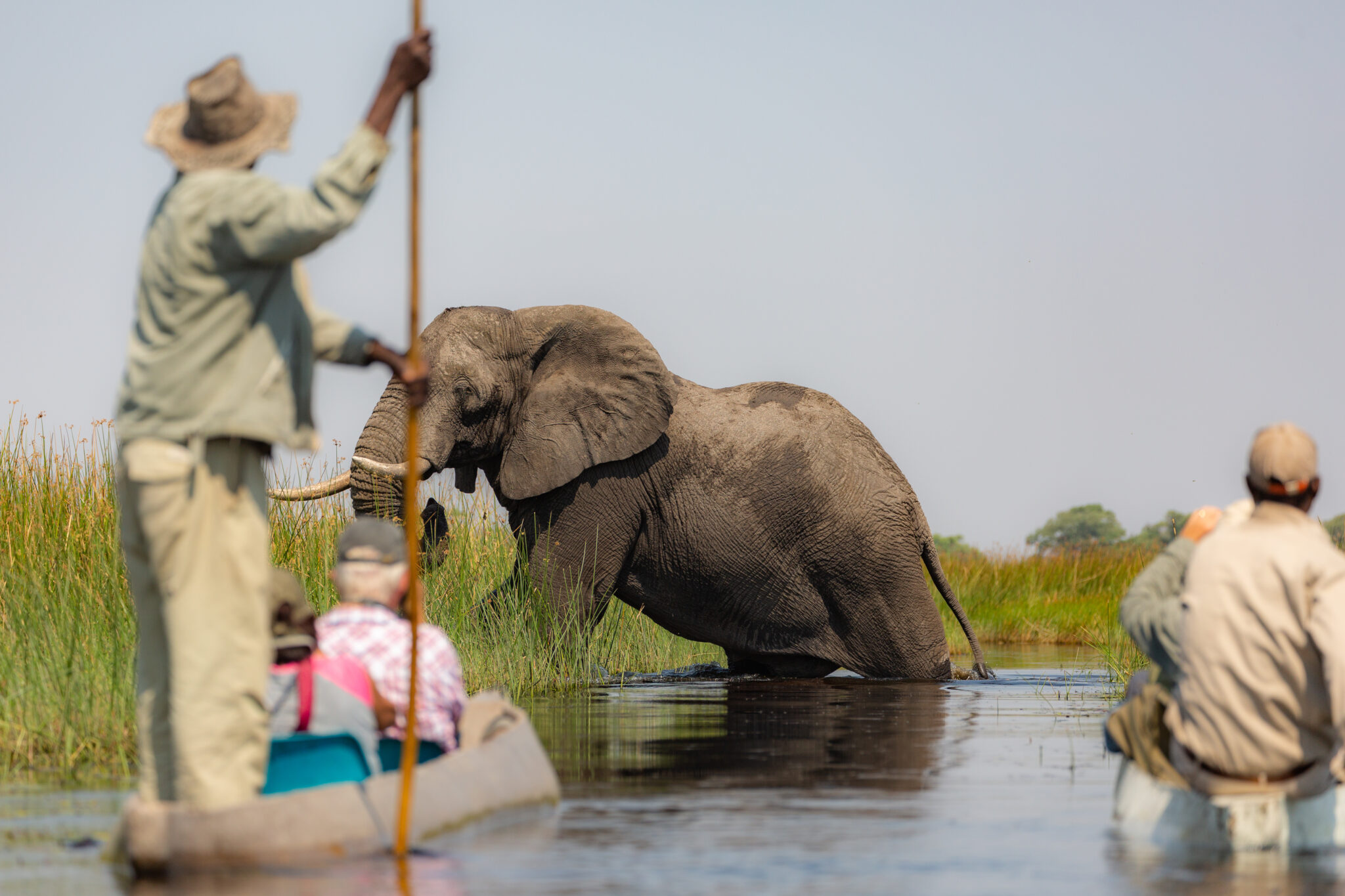 Elephants and other wildlife near the waterways of the Okavango Delta luxury african safari