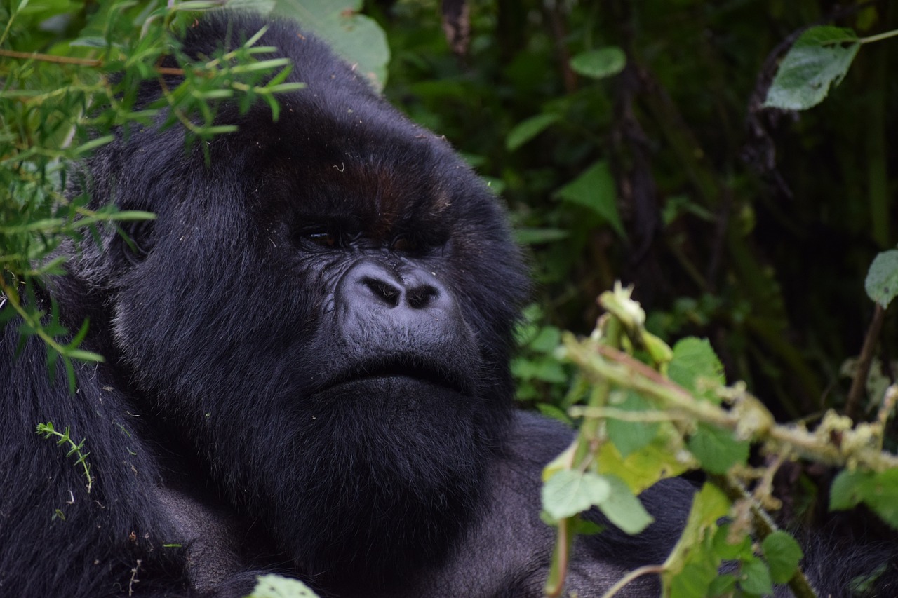 Gorilla Trekking