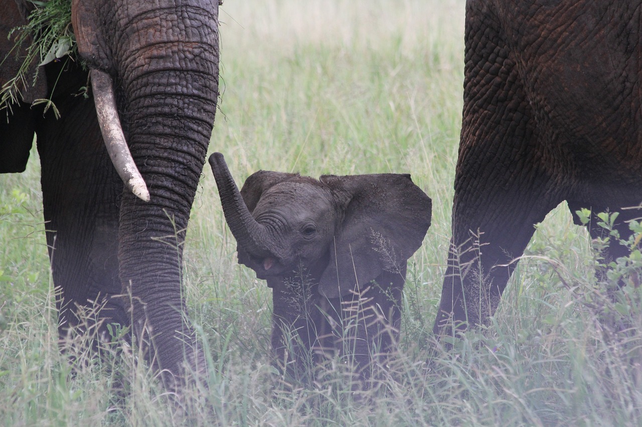 Elephant herd in Tarangire National Park on 7-day safari