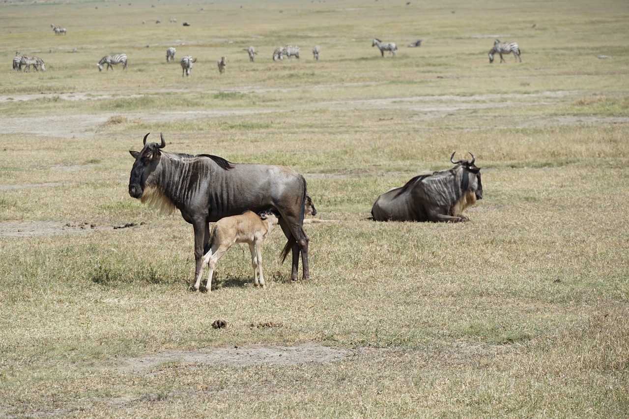 Newborn wildebeest calf in the Serengeti during calving season