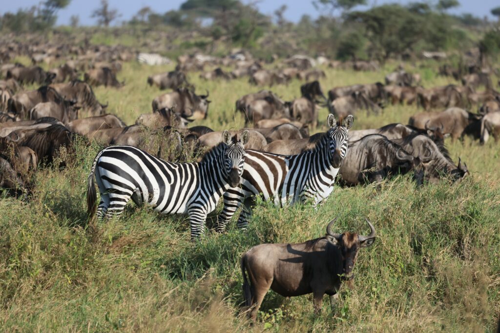 Zebra and wildebeest herds grazing during the Great Migration Africa