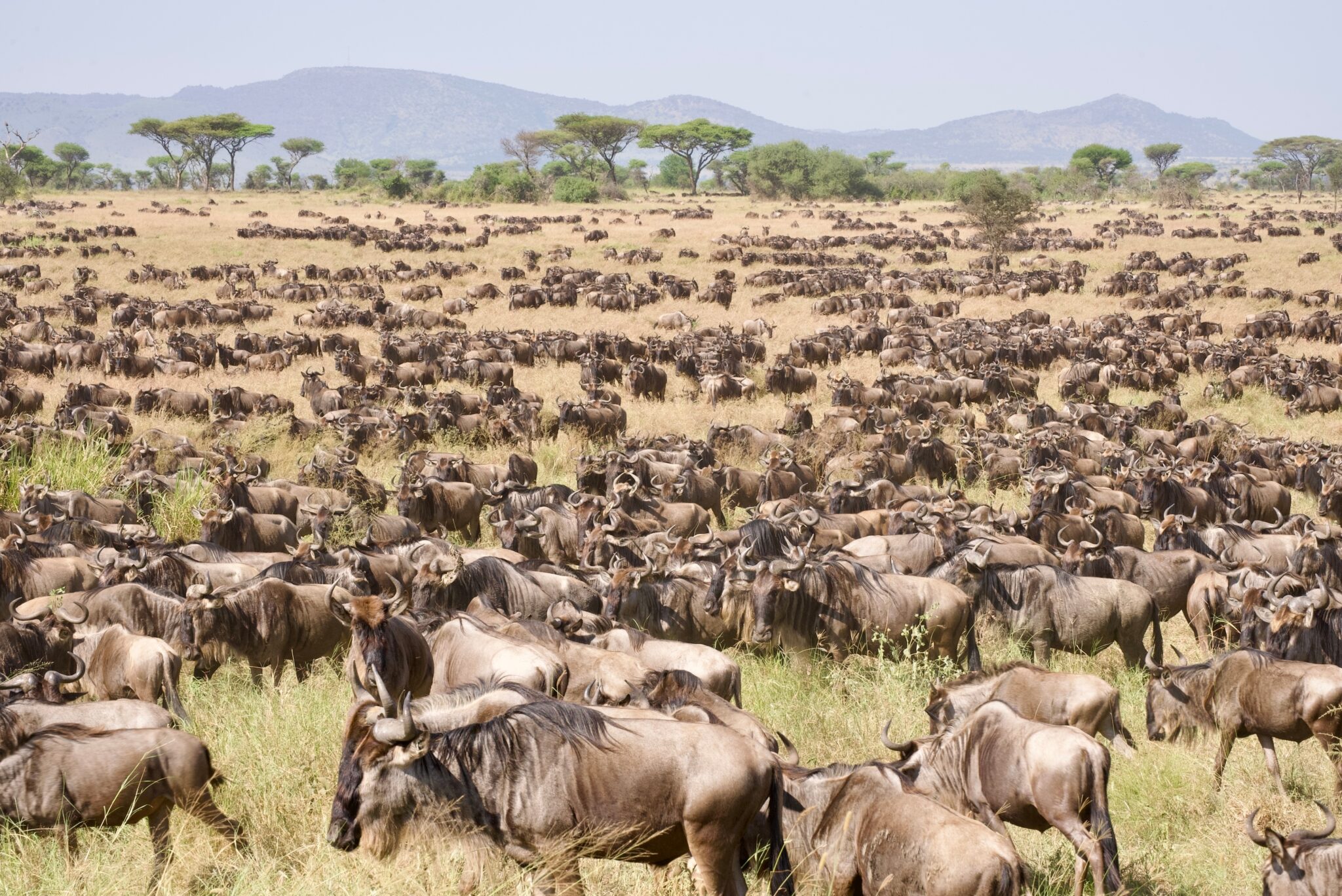 Great Migration Africa - wildebeests in Serengeti Tanzania.