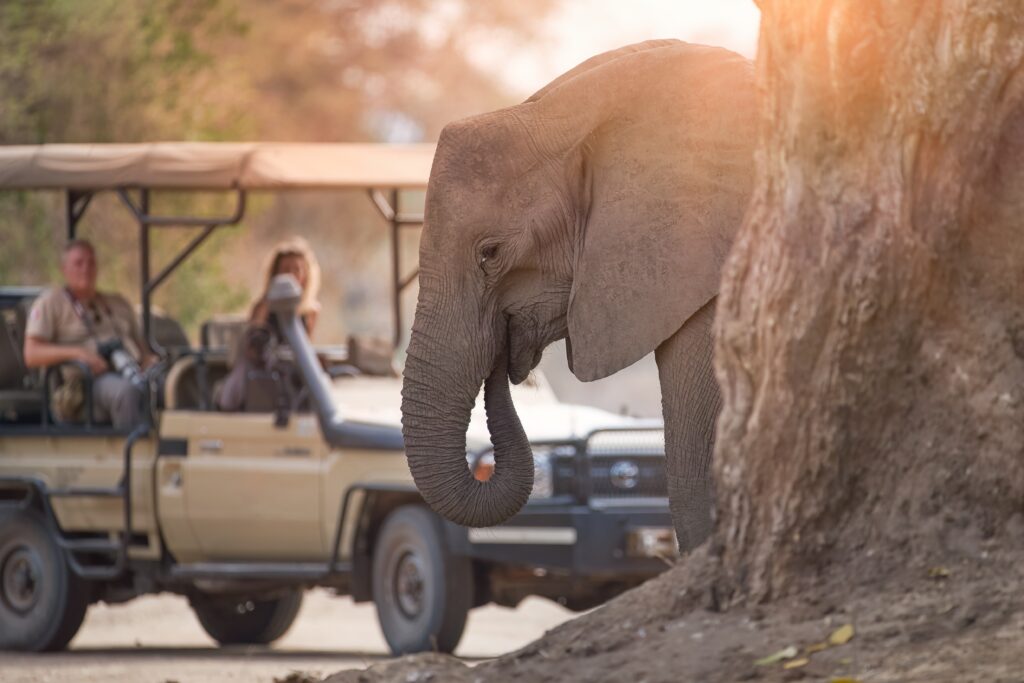 Luxury safari game drive at sunset in Africa