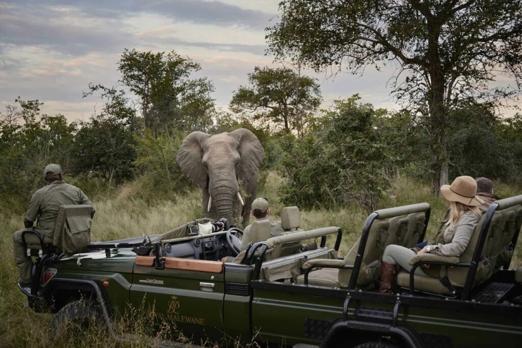 Guests on a safari game drive at Royal Male Wane observing wildlife in their natural habitat