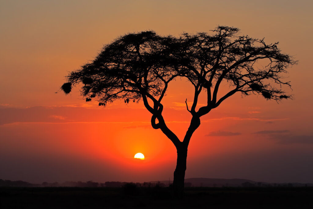 Luxury Safari Africa Packages: Tanzania Tours