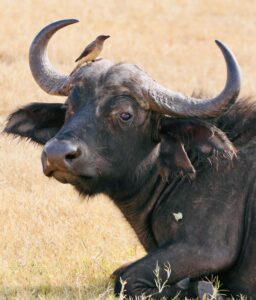 African Buffalos