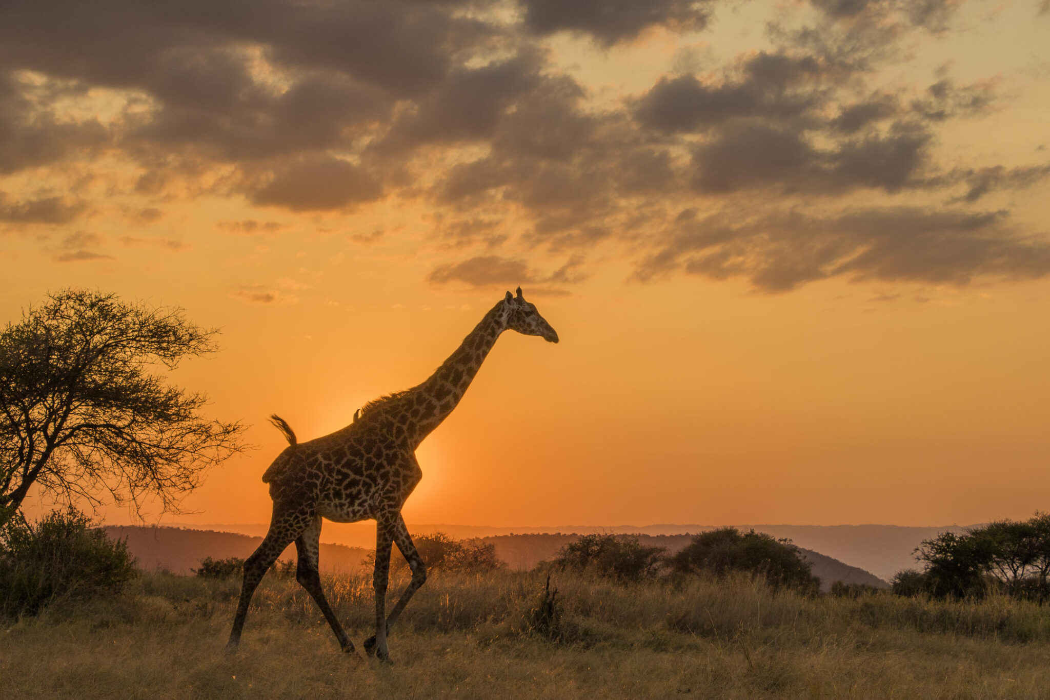 Explore Tanzania’s wildlife at Little Chem Chem safari camp