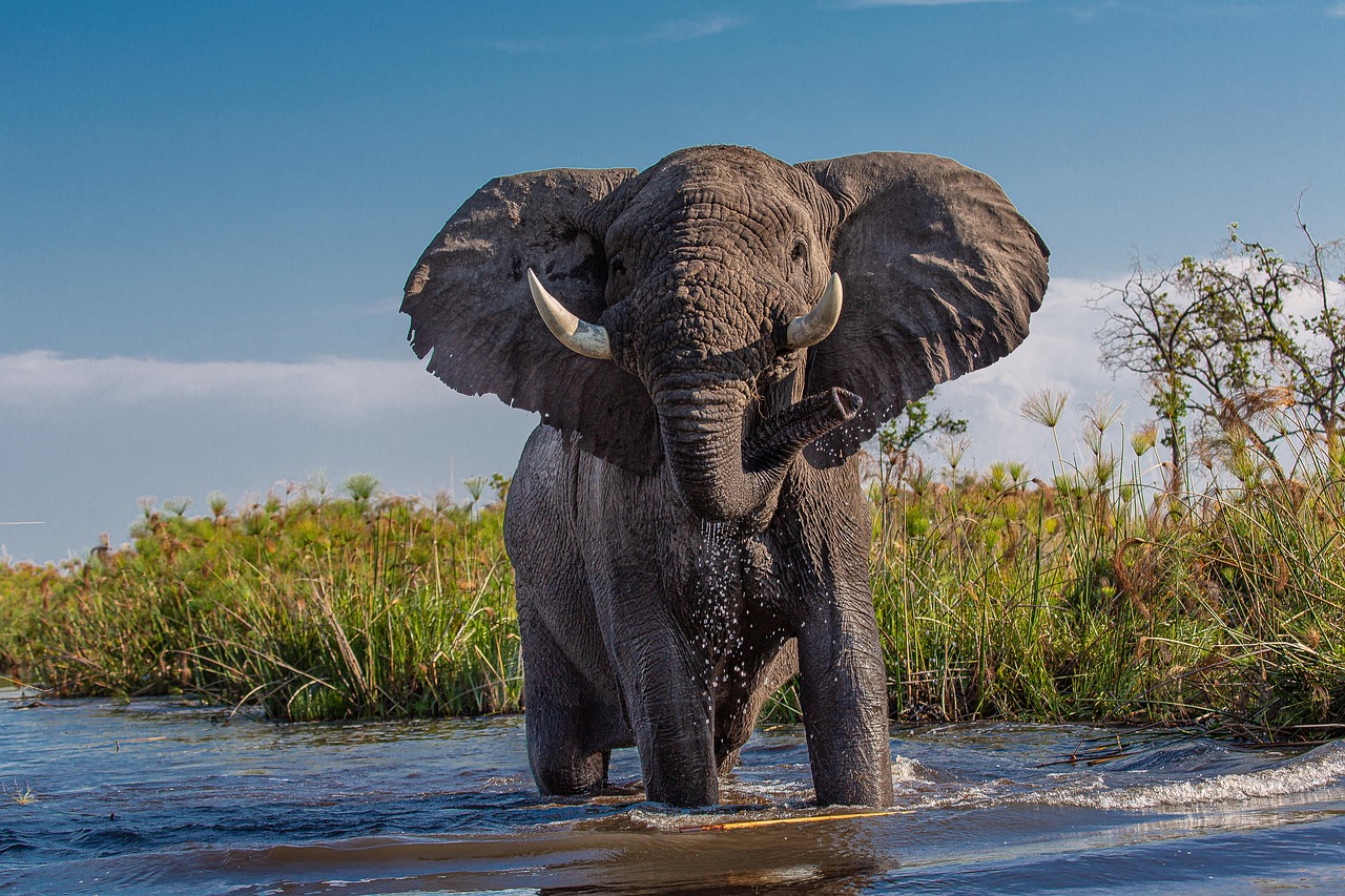 Elephant - Africa's Big Five animal in Botswana