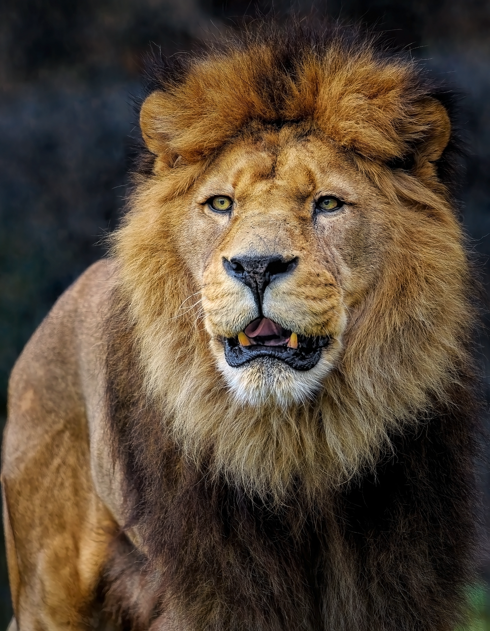 Lion - Africa's Big Five animal