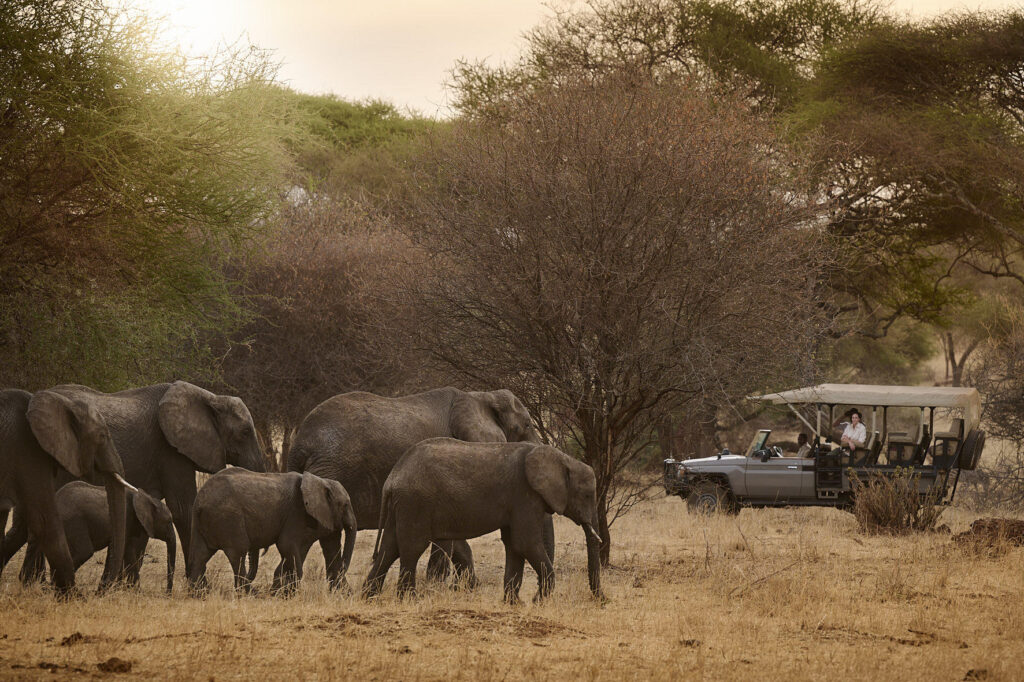 enjoying a game drive at Swala Camp, Tanzania