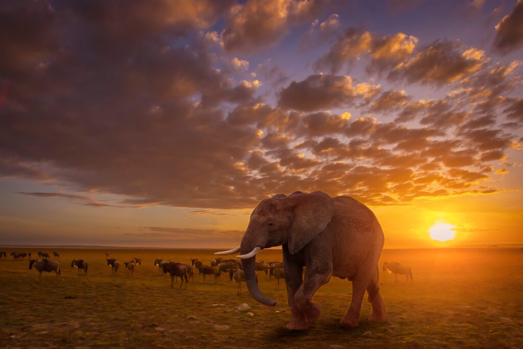 Elephant herd in Tarangire National Park on 7-day safari